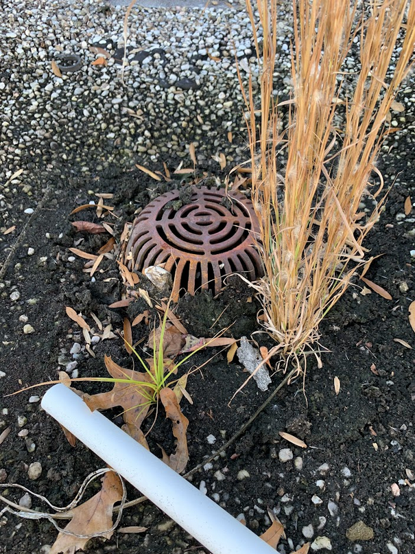 High Inspectations rooftop drain plant growth