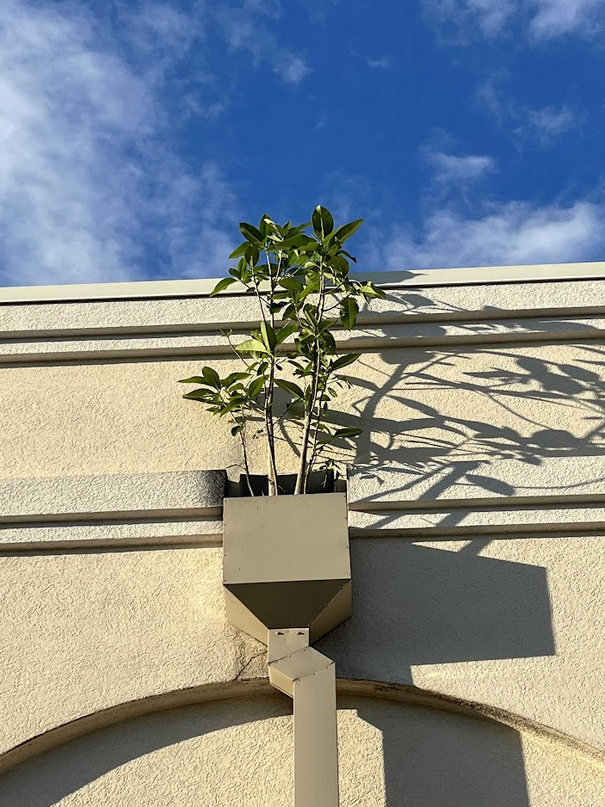 High Inspectations plant growth rooftop